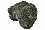 Bargain, Enrolled Drotops Trilobite - About Around #171566-4